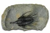 Impressive, Spiny Psychopyge Trilobite - Issoumour, Morocco #368577-1